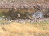 Etosha 2 194